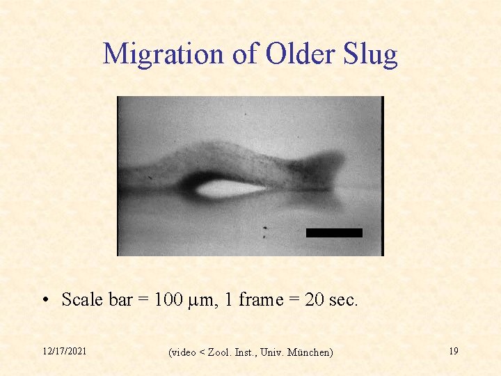 Migration of Older Slug • Scale bar = 100 mm, 1 frame = 20