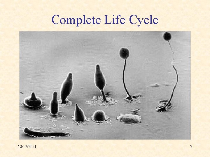 Complete Life Cycle 12/17/2021 2 