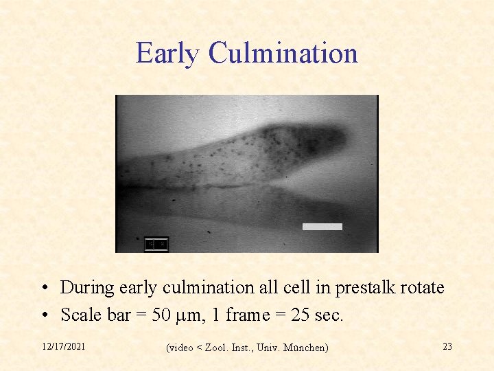 Early Culmination • During early culmination all cell in prestalk rotate • Scale bar