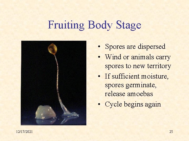 Fruiting Body Stage • Spores are dispersed • Wind or animals carry spores to