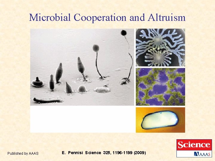 Microbial Cooperation and Altruism Published by AAAS E. Pennisi Science 325, 1196 -1199 (2009)