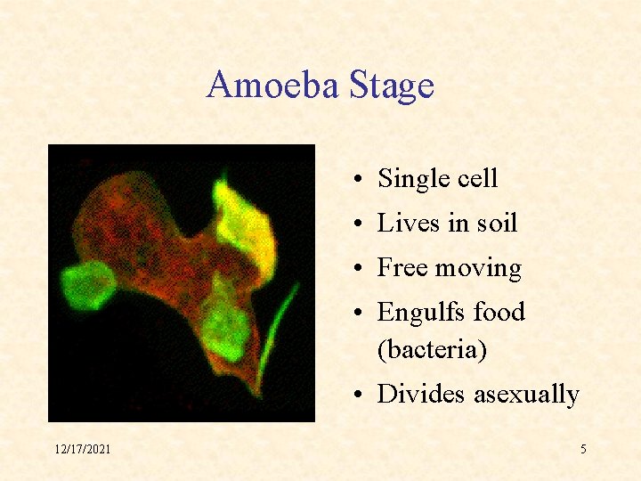 Amoeba Stage • Single cell • Lives in soil • Free moving • Engulfs