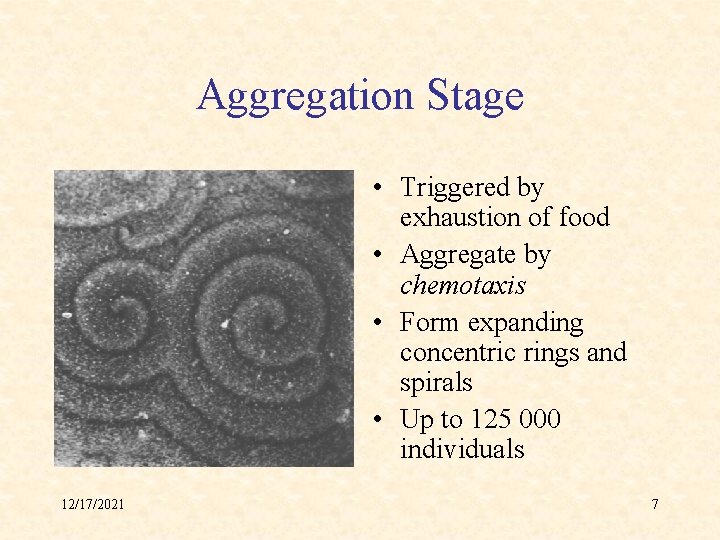 Aggregation Stage • Triggered by exhaustion of food • Aggregate by chemotaxis • Form