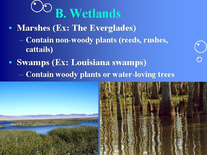 B. Wetlands • Marshes (Ex: The Everglades) – Contain non-woody plants (reeds, rushes, cattails)