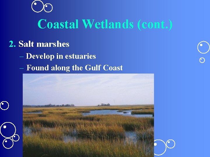 Coastal Wetlands (cont. ) 2. Salt marshes – Develop in estuaries – Found along