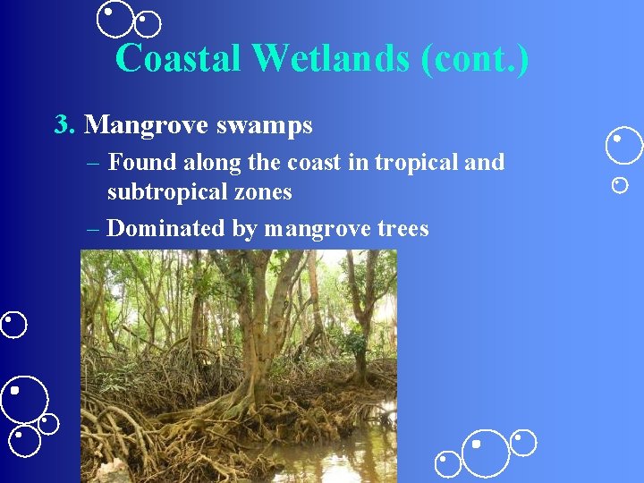 Coastal Wetlands (cont. ) 3. Mangrove swamps – Found along the coast in tropical