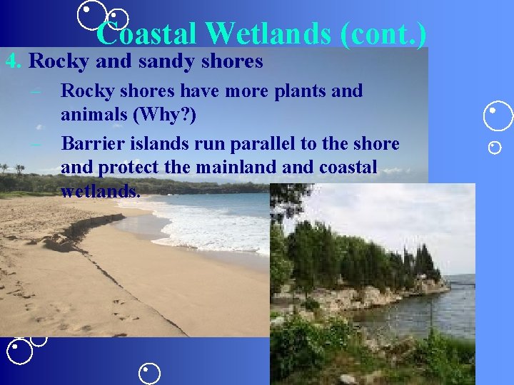 Coastal Wetlands (cont. ) 4. Rocky and sandy shores – Rocky shores have more