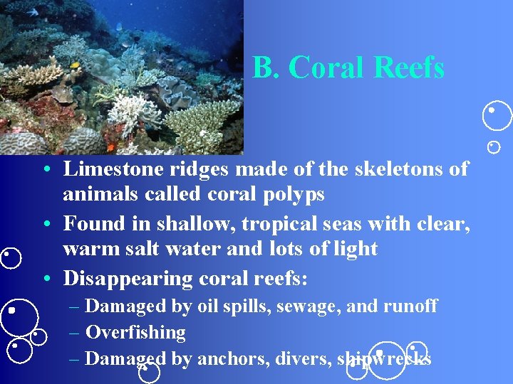 B. Coral Reefs • Limestone ridges made of the skeletons of animals called coral