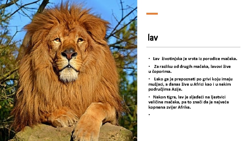 lav • Lav životinjska je vrsta iz porodice mačaka. • Za razliku od drugih