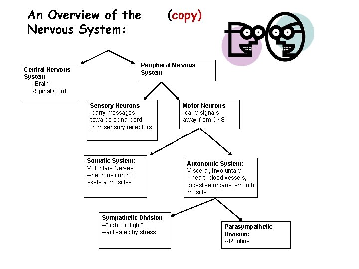 An Overview of the Nervous System: (copy) Peripheral Nervous System Central Nervous System -Brain