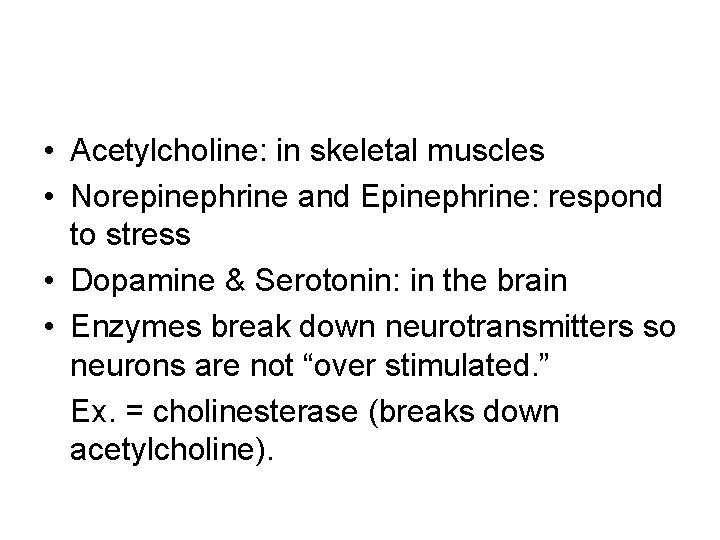 • Acetylcholine: in skeletal muscles • Norepinephrine and Epinephrine: respond to stress • • Acetylcholine: in skeletal muscles • Norepinephrine and Epinephrine: respond to stress •