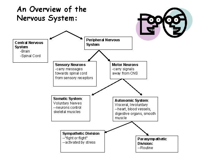 An Overview of the Nervous System: Peripheral Nervous System Central Nervous System -Brain -Spinal An Overview of the Nervous System: Peripheral Nervous System Central Nervous System -Brain -Spinal