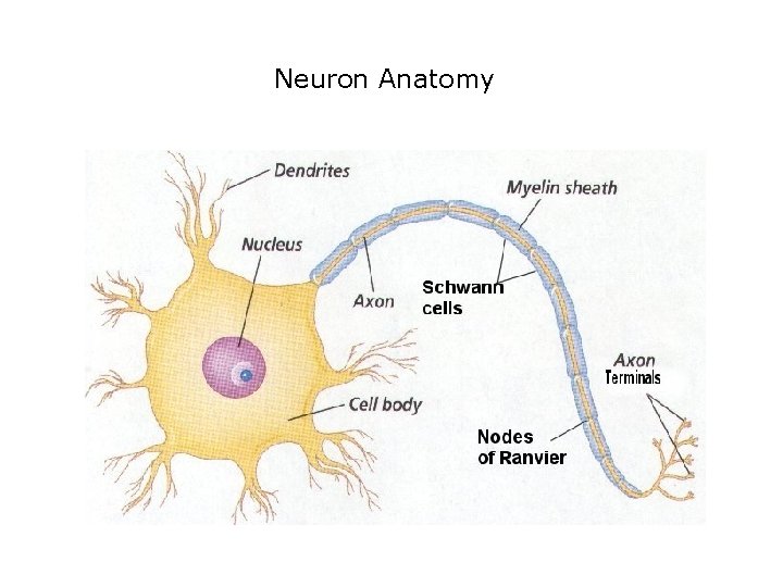 Neuron Anatomy 