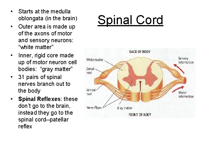 • Starts at the medulla oblongata (in the brain) • Outer area is • Starts at the medulla oblongata (in the brain) • Outer area is