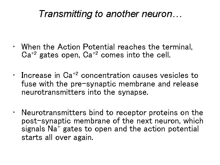 Transmitting to another neuron… • When the Action Potential reaches the terminal, Ca+2 gates