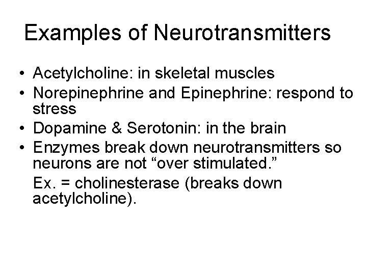 Examples of Neurotransmitters • Acetylcholine: in skeletal muscles • Norepinephrine and Epinephrine: respond to