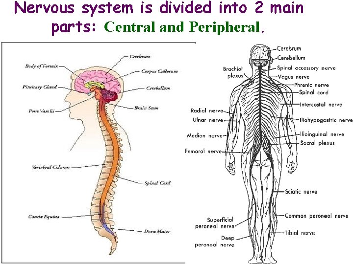 Nervous system is divided into 2 main parts: Central and Peripheral. 