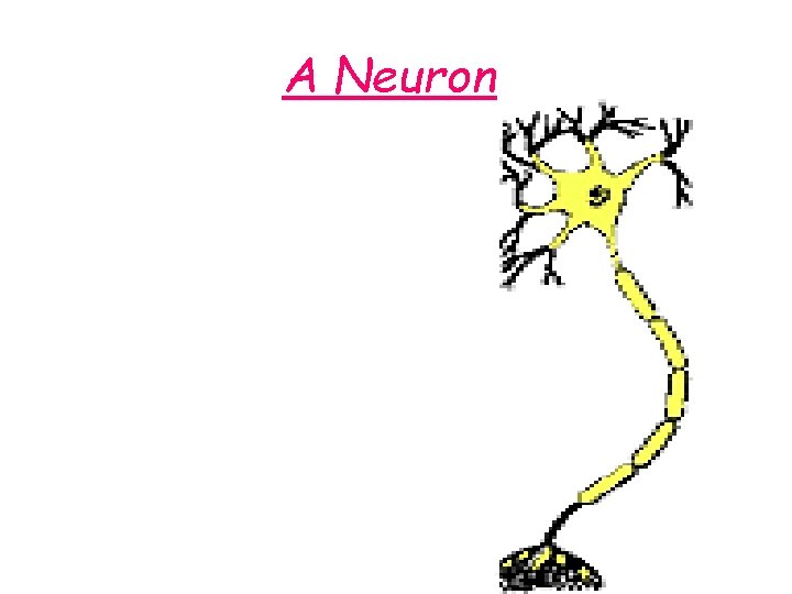 A Neuron 