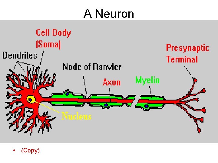 A Neuron • (Copy) 