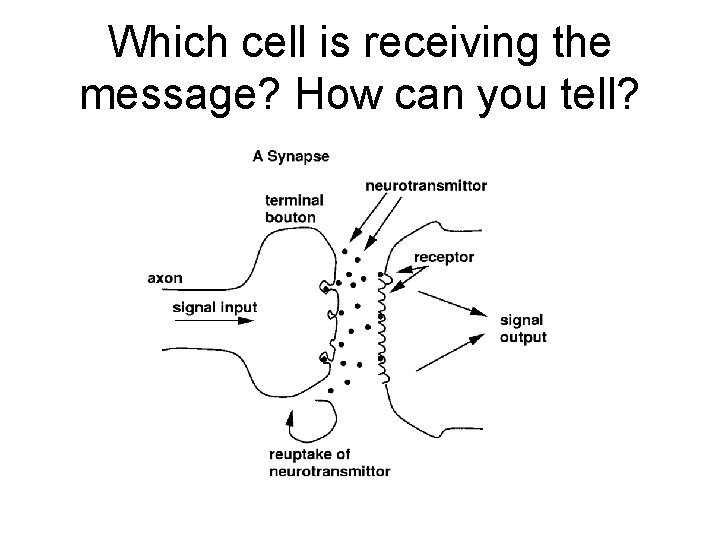 Which cell is receiving the message? How can you tell? 