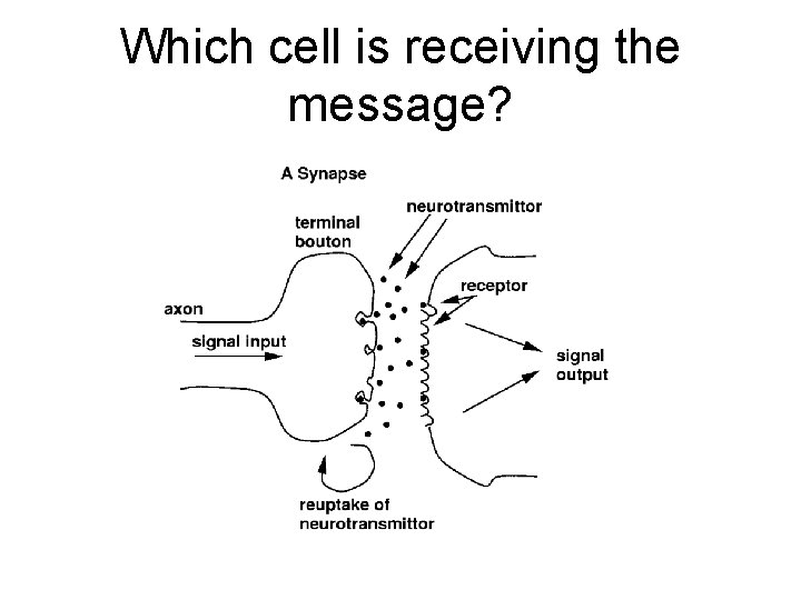 Which cell is receiving the message? 