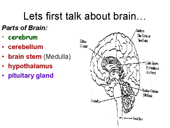 Lets first talk about brain… Parts of Brain: • cerebrum • cerebellum • brain