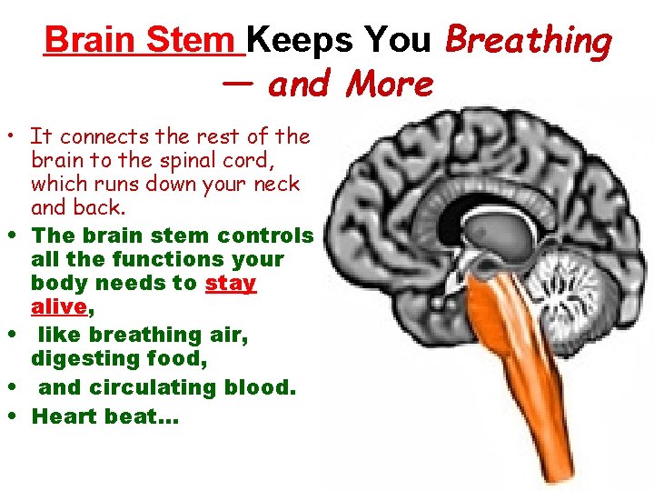 Brain Stem Keeps You Breathing — and More • It connects the rest of