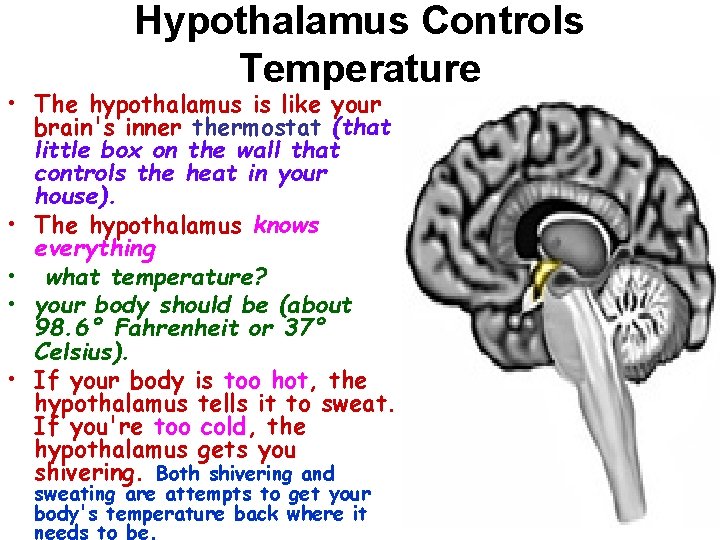 Hypothalamus Controls Temperature • The hypothalamus is like your brain's inner thermostat (that little