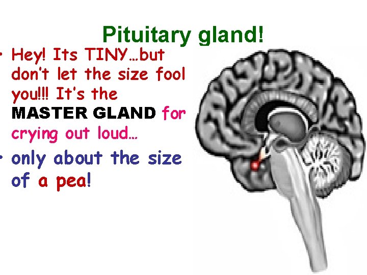Pituitary gland! • Hey! Its TINY…but don’t let the size fool you!!! It’s the Pituitary gland! • Hey! Its TINY…but don’t let the size fool you!!! It’s the