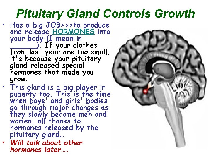 Pituitary Gland Controls Growth • Has a big JOB>>>to produce and release HORMONES into