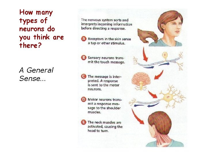 How many types of neurons do you think are there? A General Sense… 