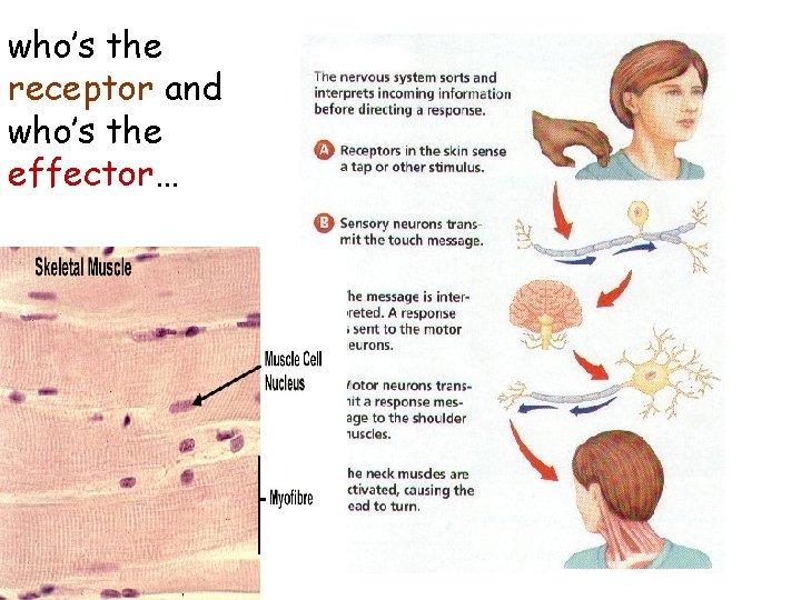 who’s the receptor and who’s the effector… 