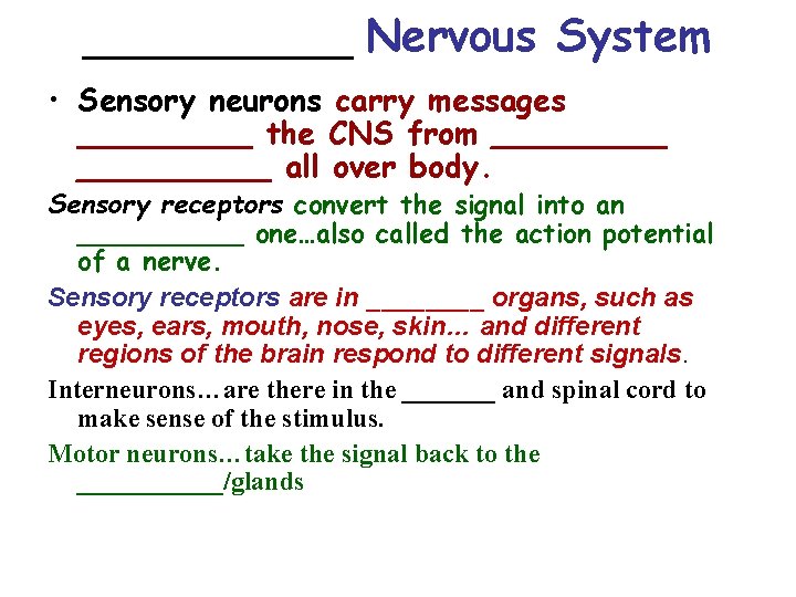 ______ Nervous System • Sensory neurons carry messages _____ the CNS from __________ all ______ Nervous System • Sensory neurons carry messages _____ the CNS from __________ all