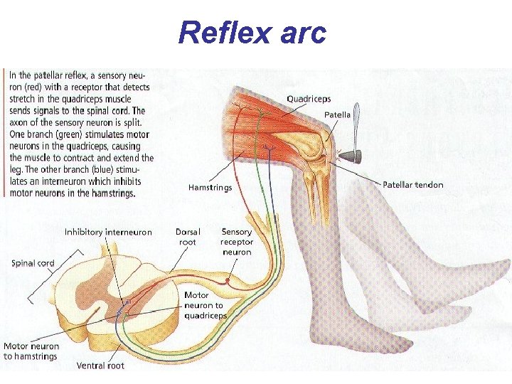 Reflex arc 