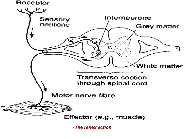  • The reflex action 