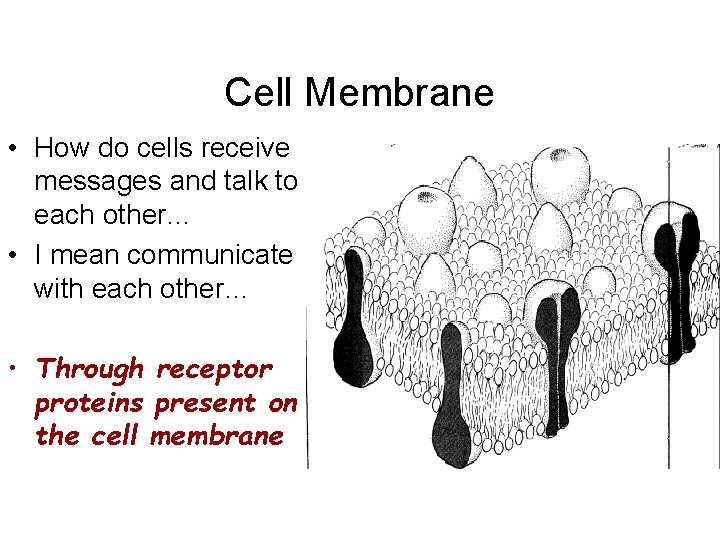 Cell Membrane • How do cells receive messages and talk to each other… •