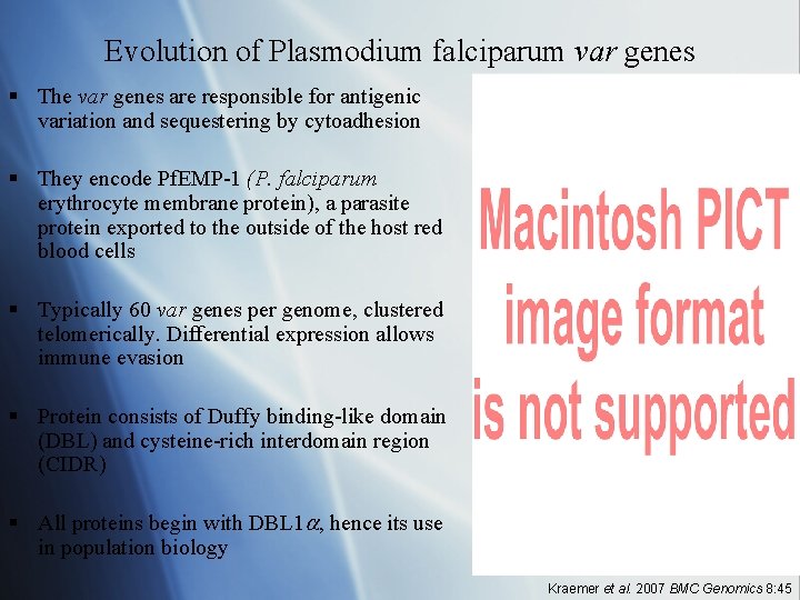 Evolution of Plasmodium falciparum var genes § The var genes are responsible for antigenic