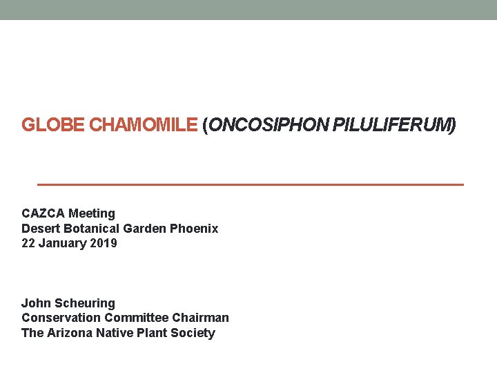 GLOBE CHAMOMILE (ONCOSIPHON PILULIFERUM) . CAZCA Meeting Desert Botanical Garden Phoenix 22 January 2019