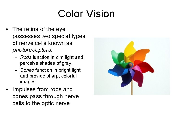 Color Vision • The retina of the eye possesses two special types of nerve