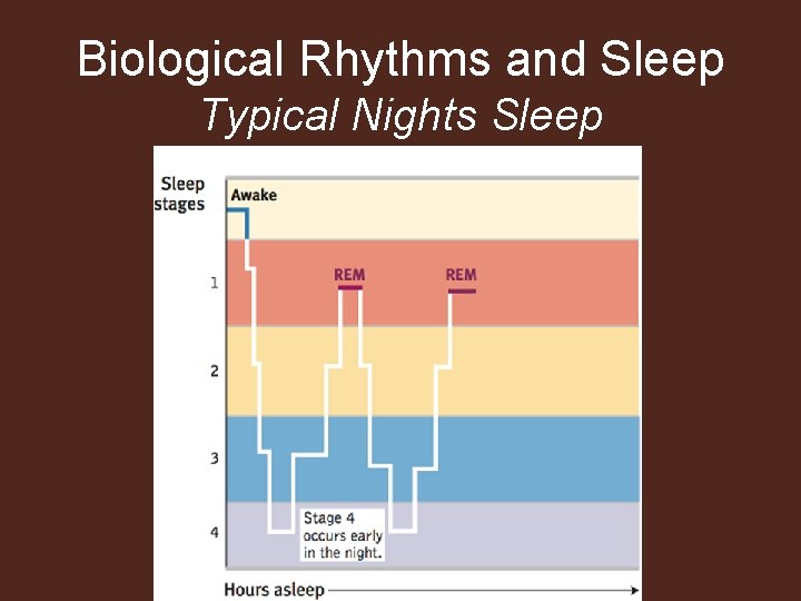 Biological Rhythms and Sleep Typical Nights Sleep 
