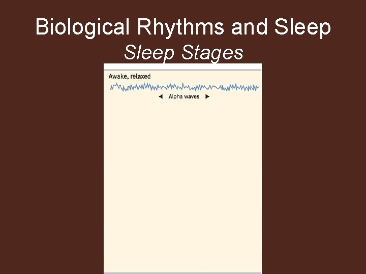 Biological Rhythms and Sleep Stages 