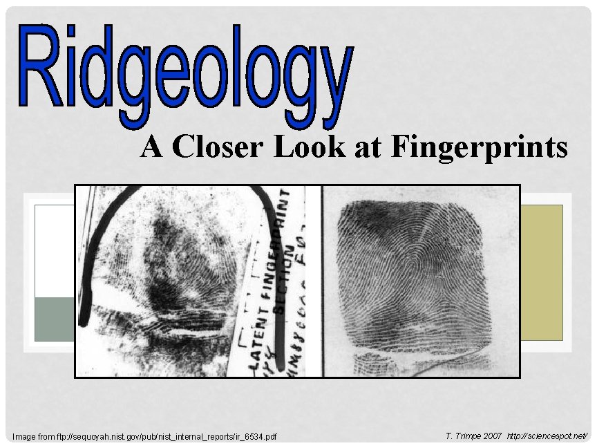 A Closer Look at Fingerprints Image from ftp: //sequoyah. nist. gov/pub/nist_internal_reports/ir_6534. pdf T. Trimpe