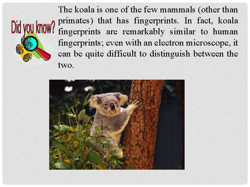 The koala is one of the few mammals (other than primates) that has fingerprints.