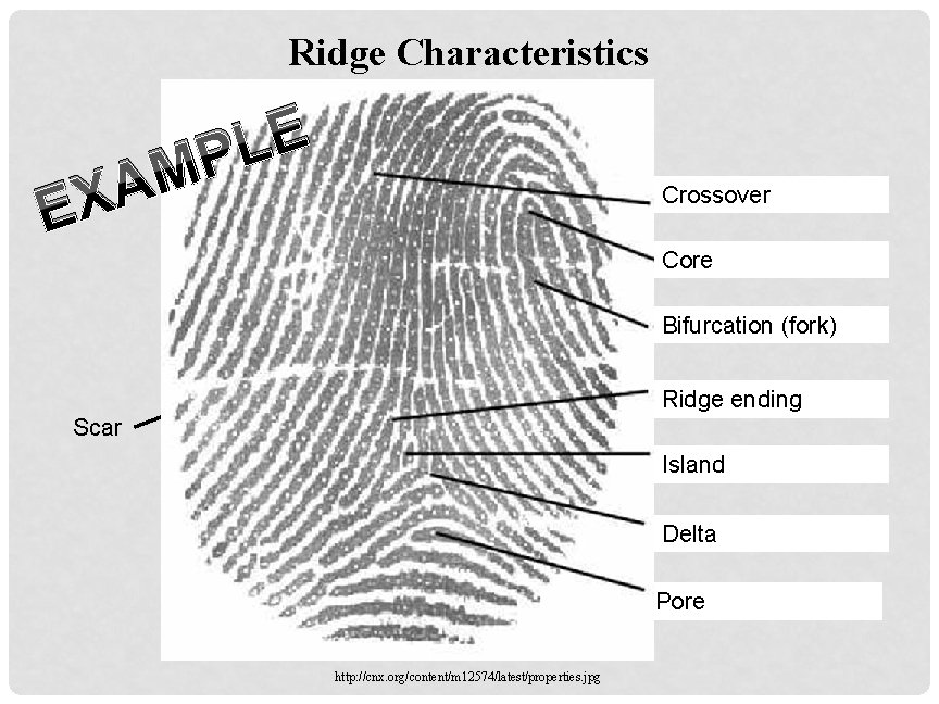 Ridge Characteristics E L P M A EX Crossover Core Bifurcation (fork) Ridge ending