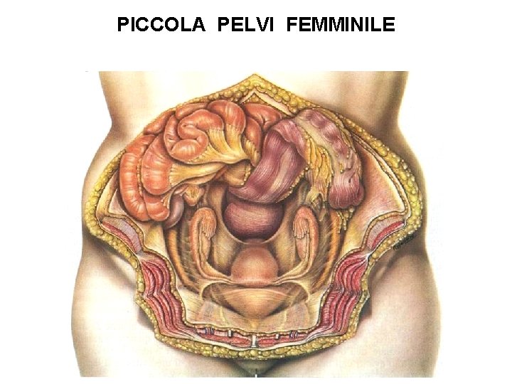 PICCOLA PELVI FEMMINILE 