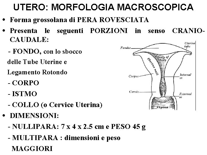 UTERO: MORFOLOGIA MACROSCOPICA • Forma grossolana di PERA ROVESCIATA • Presenta le seguenti PORZIONI