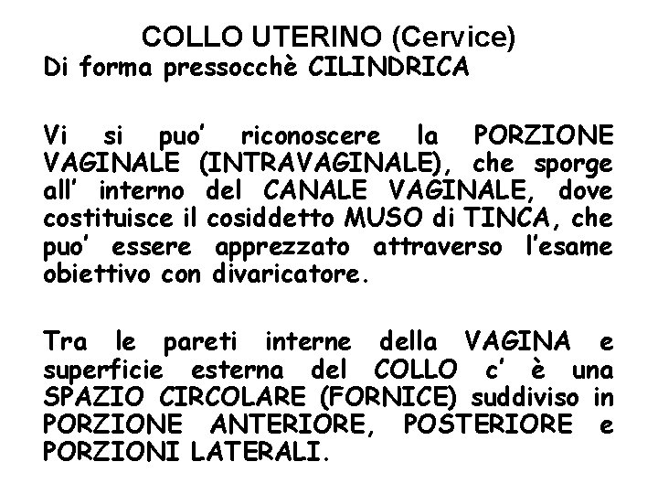 COLLO UTERINO (Cervice) Di forma pressocchè CILINDRICA Vi si puo’ riconoscere la PORZIONE VAGINALE