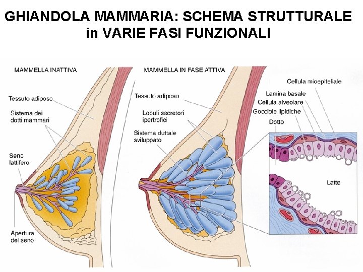 GHIANDOLA MAMMARIA: SCHEMA STRUTTURALE in VARIE FASI FUNZIONALI 