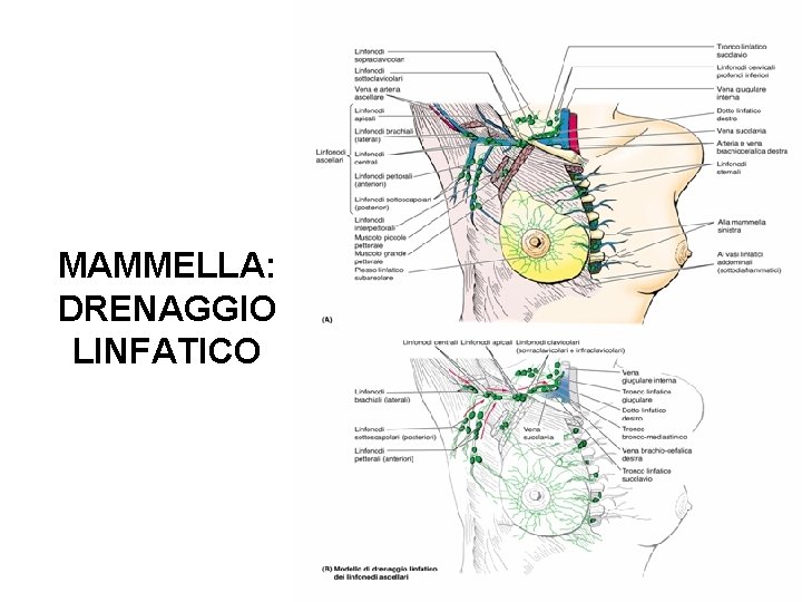 MAMMELLA: DRENAGGIO LINFATICO 