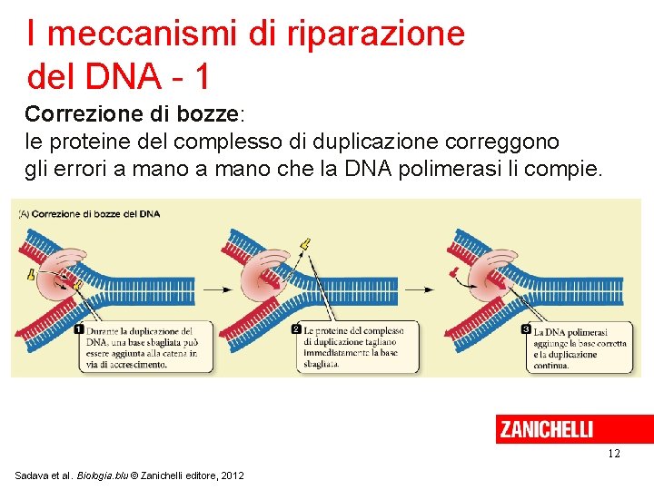 Gli acidi nucleici cosa sono Gli
